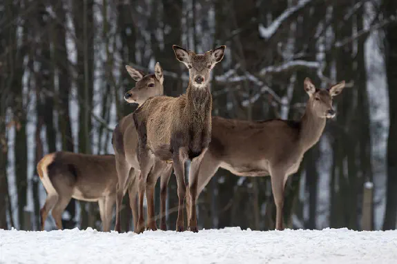 Kauriin metsästys Suomessa